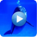 Logo of Dolphins - Sound to relax android Application 